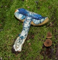 Attēlu rezultāti vaicājumam “Gyroporus cyanescens”