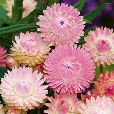 Image result for Helichrysum lindleyii