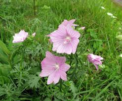 Attēlu rezultāti vaicājumam “Malva moschata alba fruit”