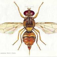 Attēlu rezultāti vaicājumam “Tephritidae”