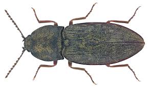 Attēlu rezultāti vaicājumam “Prosternon tessellatum”