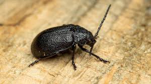 Attēlu rezultāti vaicājumam “Galeruca tanaceti”