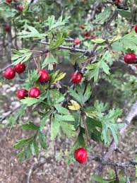 Attēlu rezultāti vaicājumam “Crataegus monogyna subsp. nordica”