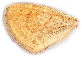 Attēlu rezultāti vaicājumam “Scotopteryx chenopodiata”