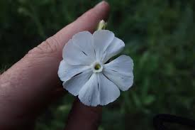 Attēlu rezultāti vaicājumam “Silene latifolia subsp. alba”