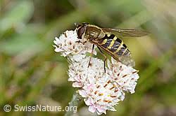Attēlu rezultāti vaicājumam “Syrphus torvus”