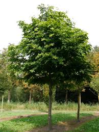 Attēlu rezultāti vaicājumam “Cladrastis kentukea”