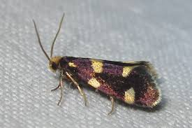 Attēlu rezultāti vaicājumam “Incurvaria praelatella”