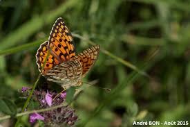 Attēlu rezultāti vaicājumam “Argynnis niobe underside”