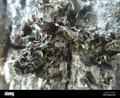 Attēlu rezultāti vaicājumam “Leptogium saturninum”