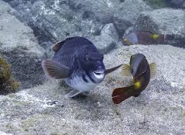 Image result for Sparisoma cretense