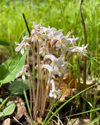 Attēlu rezultāti vaicājumam “Orobanchaceae”