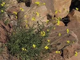 Image result for Diplotaxis tenuifolia