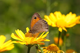 Attēlu rezultāti vaicājumam “Hyponephele lycaon male”