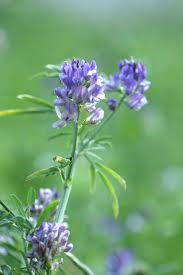 Attēlu rezultāti vaicājumam “Medicago x varia  flower”
