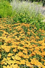 Image result for Piet Oudolf