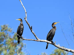 Image result for Phalacrocorax carbo