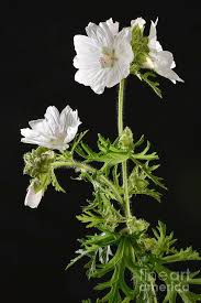 Attēlu rezultāti vaicājumam “Malva moschata alba flower”