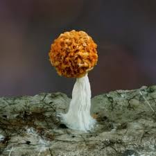 Attēlu rezultāti vaicājumam “Physarum melleum”