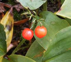 Attēlu rezultāti vaicājumam “Convallaria majalis fruit”