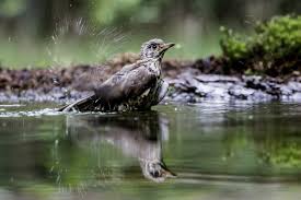 Attēlu rezultāti vaicājumam “Turdus viscivorus”
