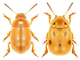 Attēlu rezultāti vaicājumam “Gonioctena”