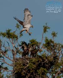 Attēlu rezultāti vaicājumam “Buteo buteo nest”