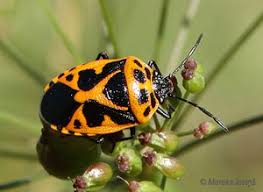 Attēlu rezultāti vaicājumam “Eurydema dominulus”