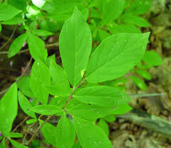Attēlu rezultāti vaicājumam “Oenothera rubricauli leaf”