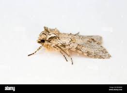 Attēlu rezultāti vaicājumam “Polia nebulosa”