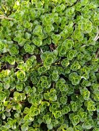 Attēlu rezultāti vaicājumam “Phedimus spurius leaf”