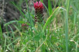 Image result for Trifolium incarnatum