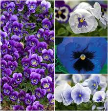 Image result for Viola x wittrockiana `Hiemalis`