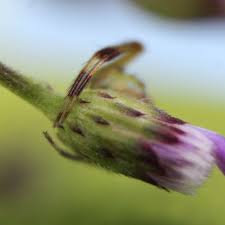 Attēlu rezultāti vaicājumam “Centaurea phrygia bud”