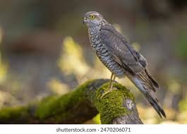 Attēlu rezultāti vaicājumam “Accipiter nisus”