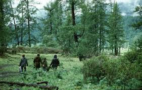 Attēlu rezultāti vaicājumam “Larix sibirica”