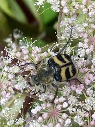 Attēlu rezultāti vaicājumam “Trichius fasciatus imago”