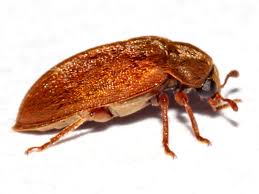 Attēlu rezultāti vaicājumam “Byturus ochraceus”