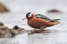 Attēlu rezultāti vaicājumam “Phalaropus fulicarius”