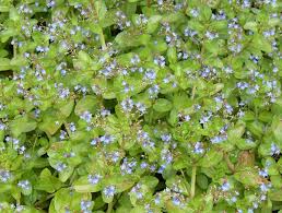 Attēlu rezultāti vaicājumam “Veronica beccabunga bud”