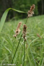Attēlu rezultāti vaicājumam “Carex disticha”