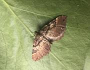 Attēlu rezultāti vaicājumam “Earophila badiata”