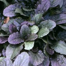 Attēlu rezultāti vaicājumam “Ajuga reptans bud”