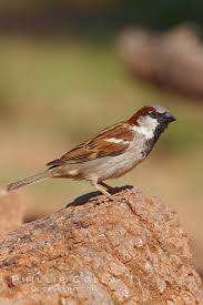 Image result for Passer domesticus
