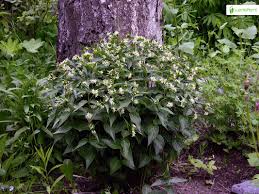 Attēlu rezultāti vaicājumam “Vincetoxicum hirundinaria flower”