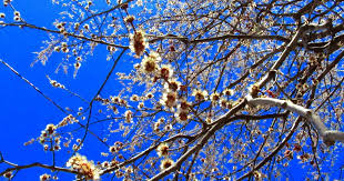 Attēlu rezultāti vaicājumam “Acer saccharinum”