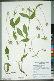 Image result for Knautia dipsacifolia