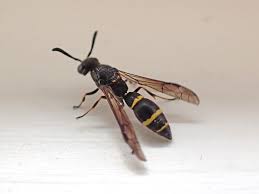 Attēlu rezultāti vaicājumam “Symmorphus sp.”