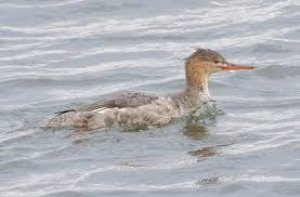 Attēlu rezultāti vaicājumam “Mergus serrator female”
