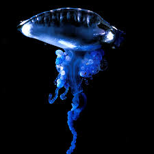 Blue Bottle - Bild \u0026amp; Foto von Niels Feldmann aus Unterwasser ...